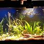 55 gallons planted tank (mostly live plants and fish) - Planted with driftwood and angelfish