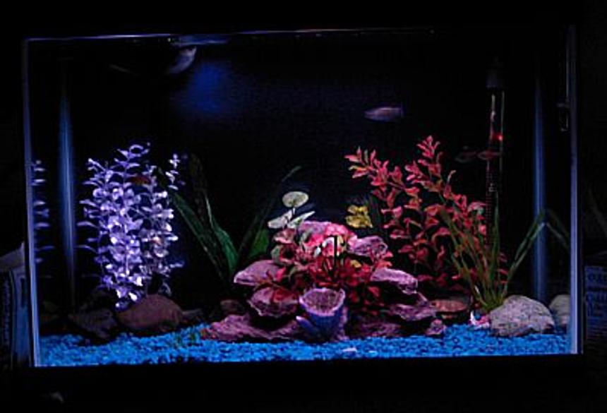 Rated #2902: 55 Gallons Freshwater Fish Tank - Von Rio Tetras and 1 three spot gourami.