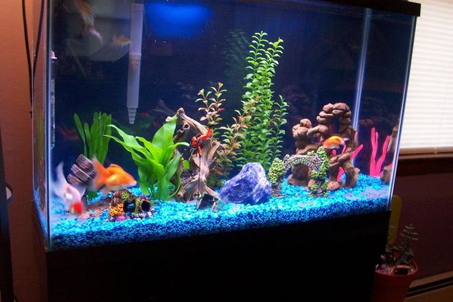20 gallons freshwater fish tank (mostly fish and non-living decorations) - my new  45 gal, tank 
it has 7 goldfishes, 3 cory's and 2  pleco's..2 whisper 70
filters,w/ bluejean color gravel.