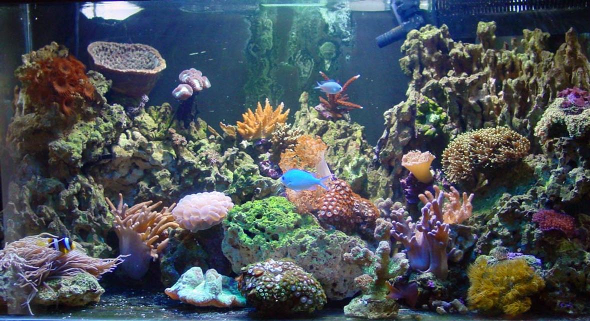 70 gallons reef tank (mostly live coral and fish) - tank