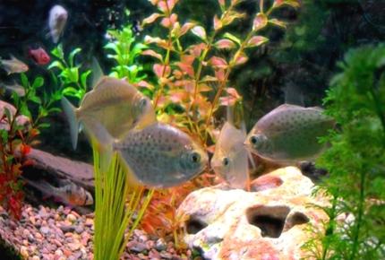 freshwater fish - metynnis argenteus - silver dollar stocking in 30 gallons tank - A combination of a couple of pictures.