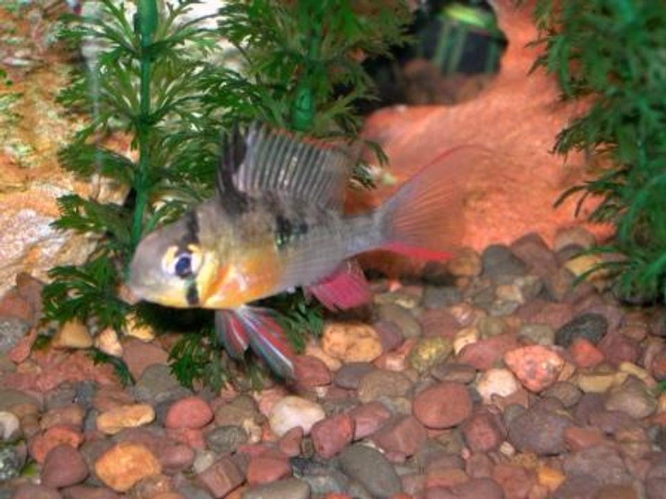 freshwater fish - microgeophagus altispinosa - bolivian ram stocking in 30 gallons tank - One of my Bolivian Rams