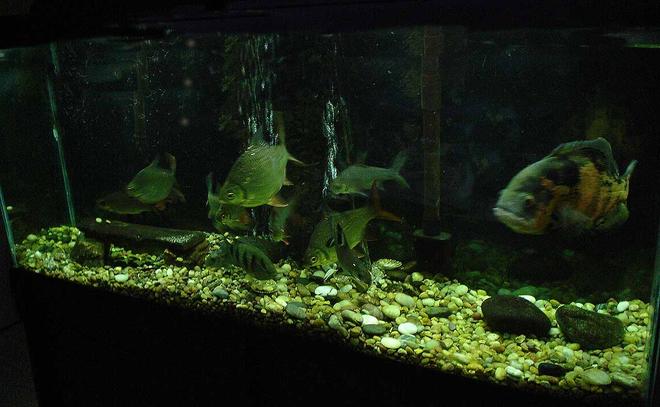 55 gallons freshwater fish tank (mostly fish and non-living decorations) - .