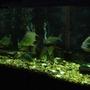 55 gallons freshwater fish tank (mostly fish and non-living decorations) - .