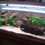 50 gallons freshwater fish tank (mostly fish and non-living decorations) - oasis