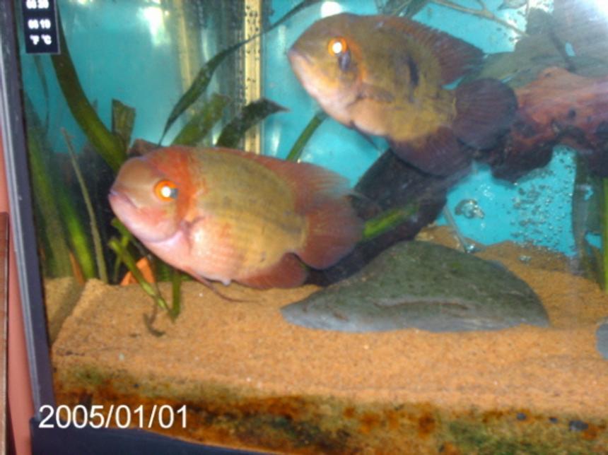 Rated #2360: Freshwater Fish - Hypselecara Temporalis - Chocolate Cichlid Stocking In 200 Gallons Tank - male and female chocolate cichlids