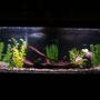 48 gallons freshwater fish tank (mostly fish and non-living decorations) - 48gal