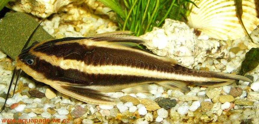 Rated #1084: Freshwater Fish - Platydoras Costatus - Striped Raphael Catfish Stocking In 100 Gallons Tank - My catfish