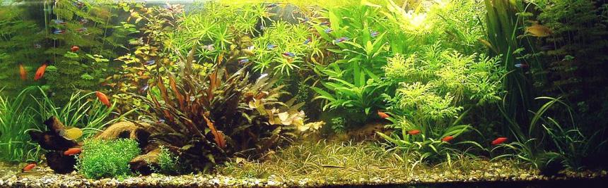 Rated #339: 100 Gallons Planted Tank - My aquarium
