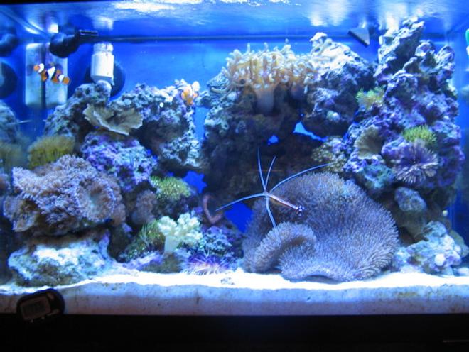 20 gallons reef tank (mostly live coral and fish) - 20g Nano Reef