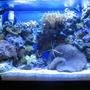 20 gallons reef tank (mostly live coral and fish) - 20g Nano Reef