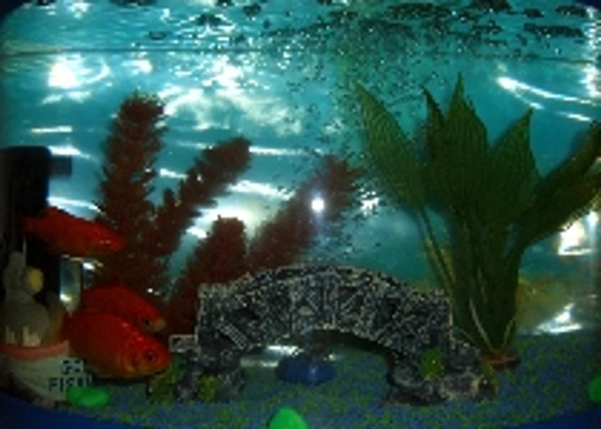 20 gallons freshwater fish tank (mostly fish and non-living decorations) - L45cmxW15cmH34cm