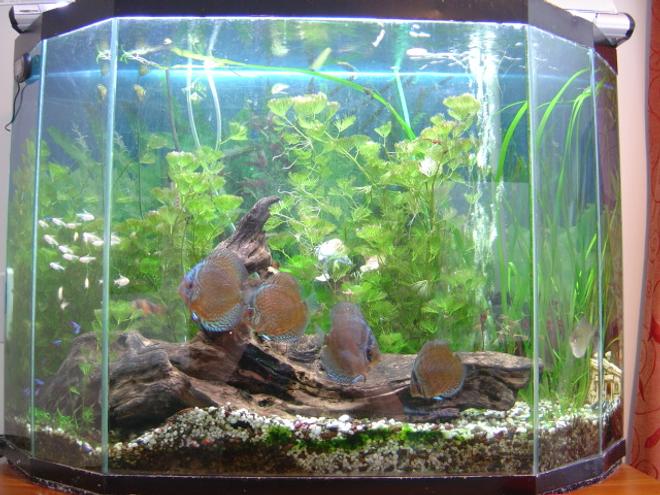 40 gallons planted tank (mostly live plants and fish) - my discus tank, trying to grow plants but its hard