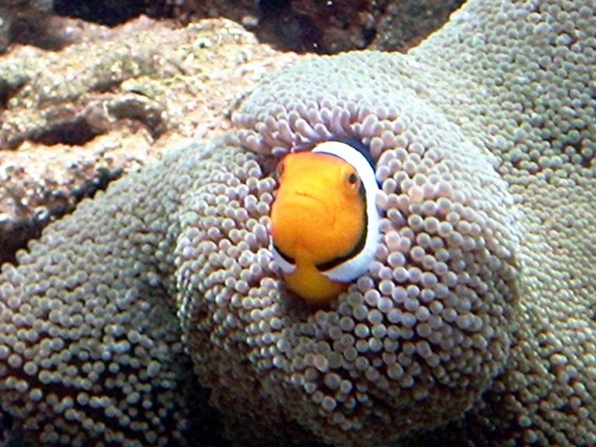 Rated #28: Saltwater Fish - Amphiprion Ocellaris - Ocellaris Clownfish Stocking In 110 Gallons Tank - My clown