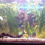 70 gallons planted tank (mostly live plants and fish) - First attempt at a planted tank.