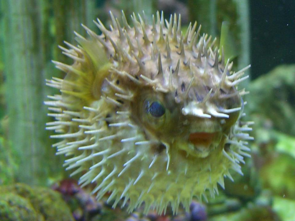 saltwater fish - diodon holocanthus - porcupine puffer stocking in 90 gallons tank - Porky