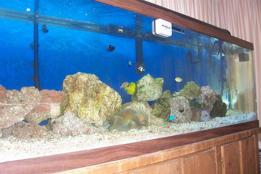 Rated #1382: 125 Gallons Reef Tank - 4 months old