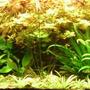118 gallons planted tank (mostly live plants and fish) - My tank after 4 moths.