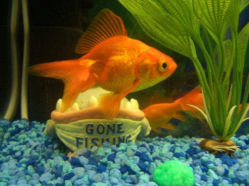 Rated #2226: Freshwater Fish - Carassius Auratus - Fantail Goldfish Stocking In 60 Gallons Tank - Got a new fish she's great a fancy bi**h and also big and fat may even be laying eggs hey not bad for £1.50
