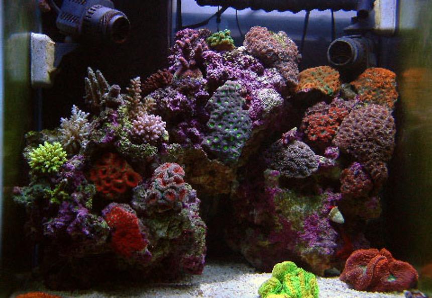 Rated #103: 37 Gallons Reef Tank - my most favorite tank so far.