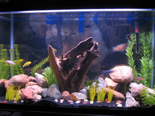 29 gallons freshwater fish tank (mostly fish and non-living decorations) - Normally my fish aren't shy, but for some reason they were for this picture