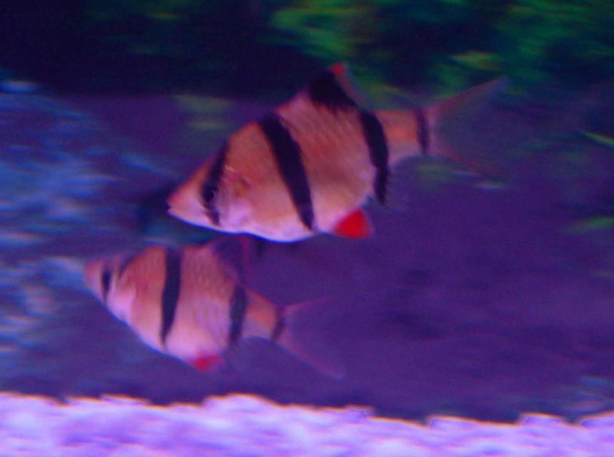 Rated #2356: Freshwater Fish - Puntius Tetrazona - Tiger Barb Stocking In 30 Gallons Tank - 3/4" Tiger Barb

They never stay still!