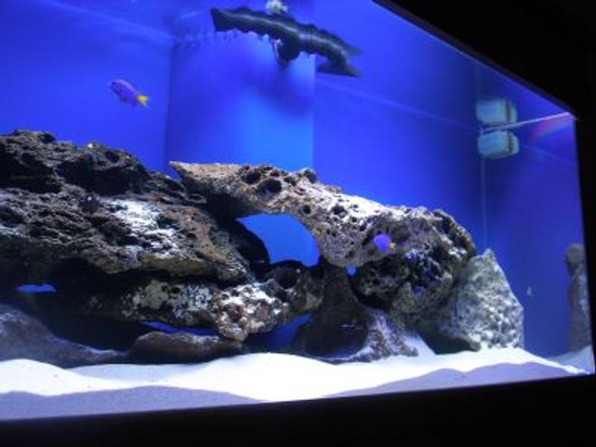 75 gallons saltwater fish tank (mostly fish, little/no live coral) - 75 gal. FO tank