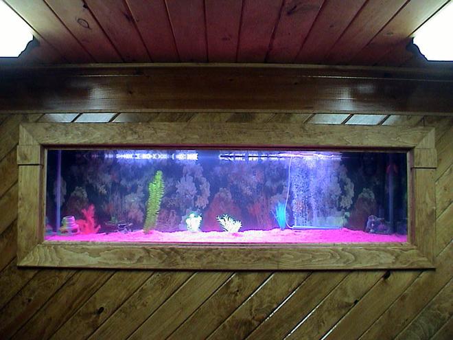 125 gallons freshwater fish tank (mostly fish and non-living decorations) - pic #2