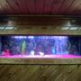 125 gallons freshwater fish tank (mostly fish and non-living decorations) - pic #2