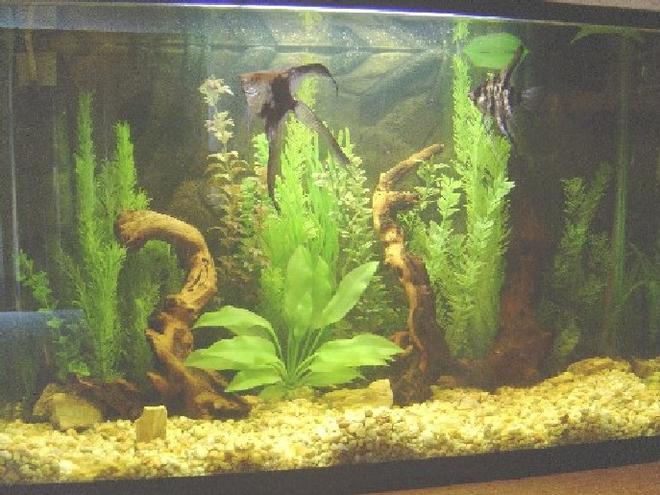 45 gallons freshwater fish tank (mostly fish and non-living decorations) - all the plants are artificials, and the roots are mopanies, contains an escalar`s  couple, and their babies, the ph its 6.5, and has 2 filters, 1 inrternal and the other external.