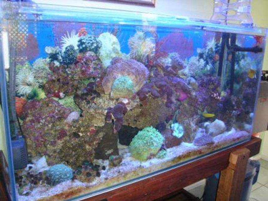 Rated #869: 100 Gallons Reef Tank - Cool!