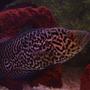 freshwater fish - nandopsis managuense - managuense cichlid stocking in 90 gallons tank - Manny....South American Managuense
