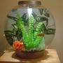 10 gallons freshwater fish tank (mostly fish and non-living decorations) - This is Bob in his 60L (10 gallon) BiOrb tank.