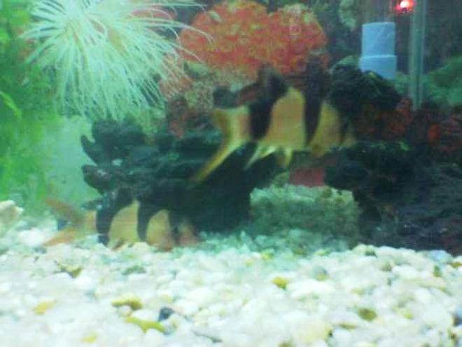 freshwater fish - botia hymenophysa - tiger botia loach stocking in 35 gallons tank - tiger loach