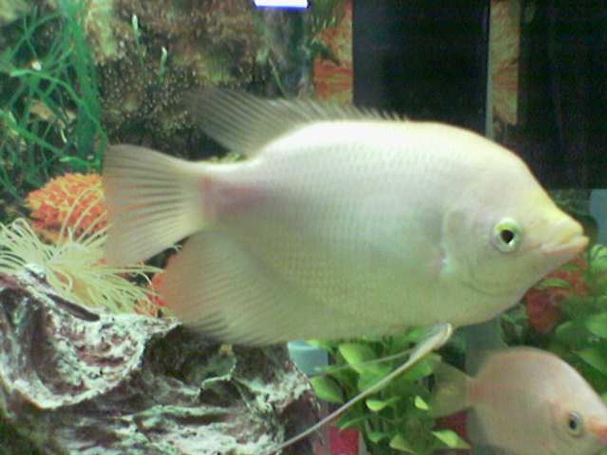 freshwater fish - helostoma temmincki - kissing gourami stocking in 35 gallons tank - gaintgroumi
