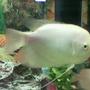 freshwater fish - helostoma temmincki - kissing gourami stocking in 35 gallons tank - gaintgroumi