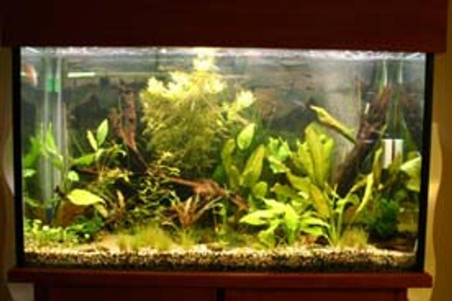 80 gallons planted tank (mostly live plants and fish) - x