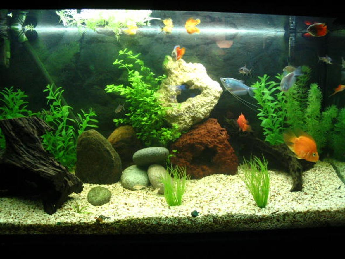 50 gallons freshwater fish tank (mostly fish and non-living decorations) - Tank