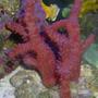 corals inverts - nephthyigorgia sp. - chili cactus coral stocking in 55 gallons tank - RED CHILE
