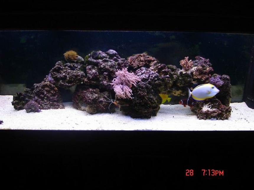 Rated #1111: 125 Gallons Reef Tank - 125 reef with tangs blennies angel fish goby shrimp pair other shrimp and coral