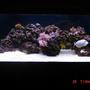 125 gallons reef tank (mostly live coral and fish) - 125 reef with tangs blennies angel fish goby shrimp pair other shrimp and coral