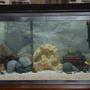 29 gallons freshwater fish tank (mostly fish and non-living decorations) - most recent picture of our african cichlid tank with more rocks and new background