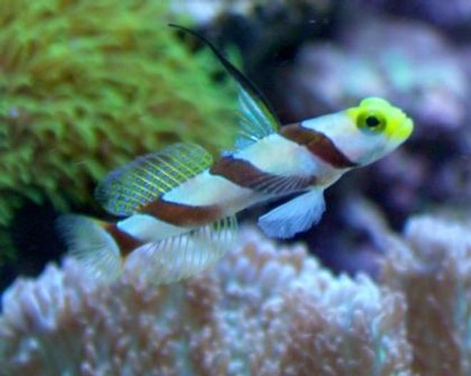 saltwater fish - stonogobiops nematodes - hi fin red banded goby stocking in 10 gallons tank - Hi-Fin Red Banded Goby aka Antenna Goby
