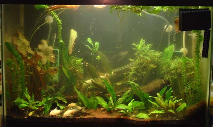 Rated #2002: Planted Tank - 20-gallon tank, plenty of hiding places as you can see. Animals include five albino green cories, two julii cories, one green cory, one metae cory, one milin cory, two peppered cories, two bumble catfish, one striped raphael, two dalmatian mollies, one pearl gourami, one apple snail and three figure-eight puffer fish. Plants include java moss, duckweed, java ferns, elodeas, african red lotus, dwarf anubias, water sprites, hairgrass and wisteria.