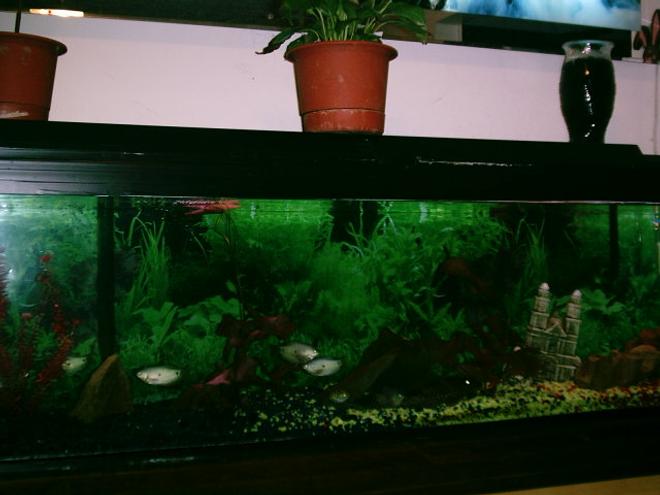 100 gallons freshwater fish tank (mostly fish and non-living decorations) - 100 gallon tank with two live plants, two fake plants, big rocks for fish to hide in, one castle, two filters, five Gaumis, six Convict Cichilds, one Spotted Puffer, One Angel Fish, and one Lg Pleco.