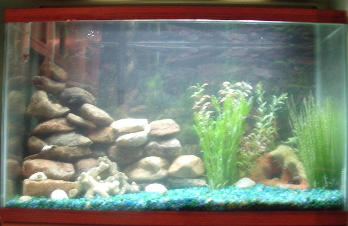 30 gallons freshwater fish tank (mostly fish and non-living decorations) - I haven't put my fish in yet in this picture but this is my 30 gallon tropical tank.