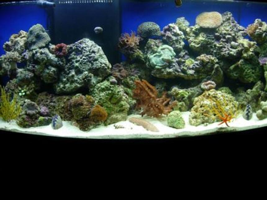 Rated #947: 72 Gallons Reef Tank - still learning...reef tank in progress
