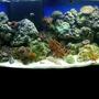 72 gallons reef tank (mostly live coral and fish) - still learning...reef tank in progress