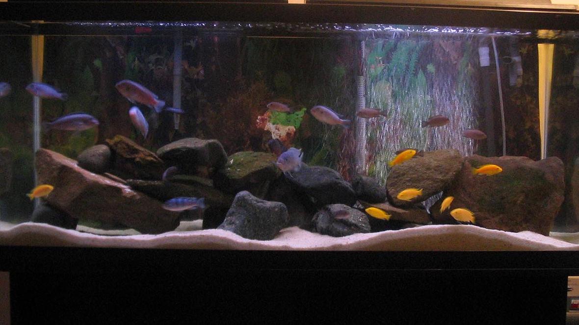 55 gallons freshwater fish tank (mostly fish and non-living decorations) - Standard 4', 55gal tank. Currently running a Fluval 304 and a 204 for filtration, Ebo Jager submersible heater, and two aquaglo light strips. Sand substrate, and rock decor - no plants. Mixed African mbuna cichlid tank: 2 Cobalts 5 Demasoni 7 Yellow Labs 4 Polit 4 Cyno sp. 'Lions Cove' 1 Kenyi 1 OB Peacock