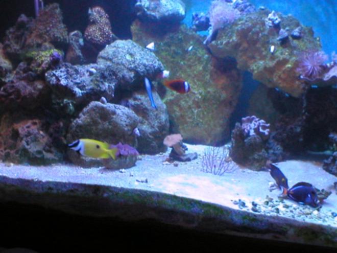 340 gallons reef tank (mostly live coral and fish) - 300 gallon wanna be reef. just started to and corals